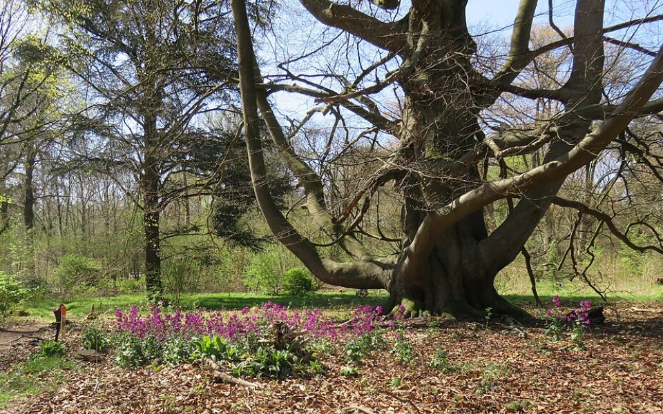 Arboretum Oostereng