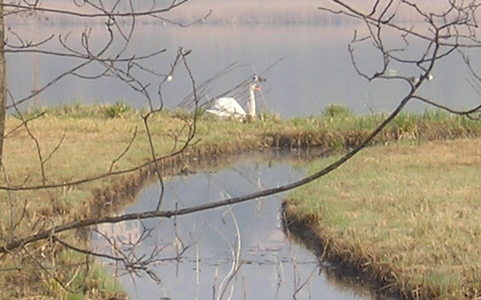 Lake Alserio
