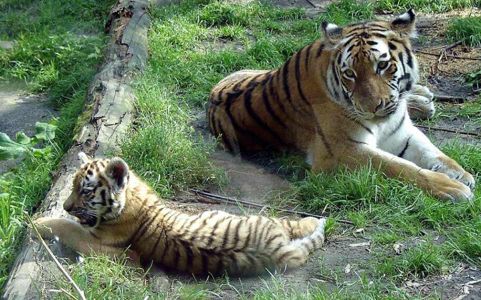 DierenPark Amersfoort