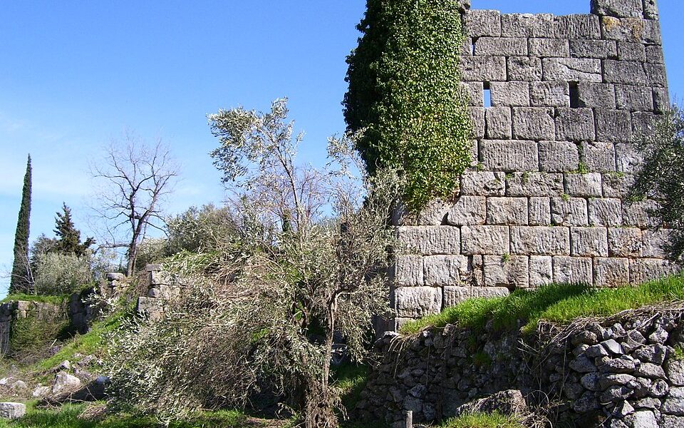 Tithorea, Phocis