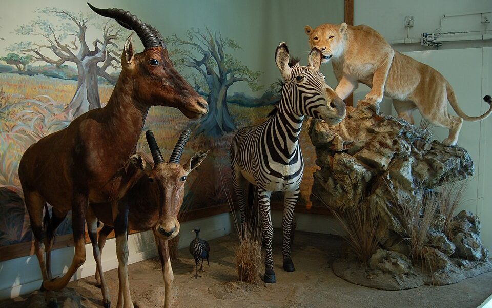 Muséum d'histoire naturelle de Bourges
