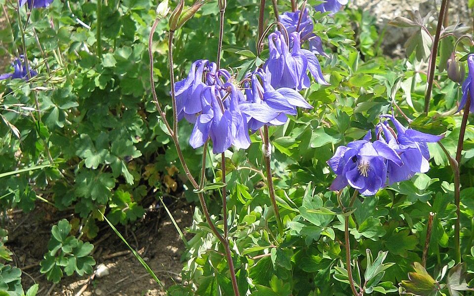 Jardin botanique pyrénéen de Melles