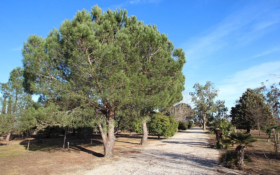 Arboretum of Canet-en-Roussillon