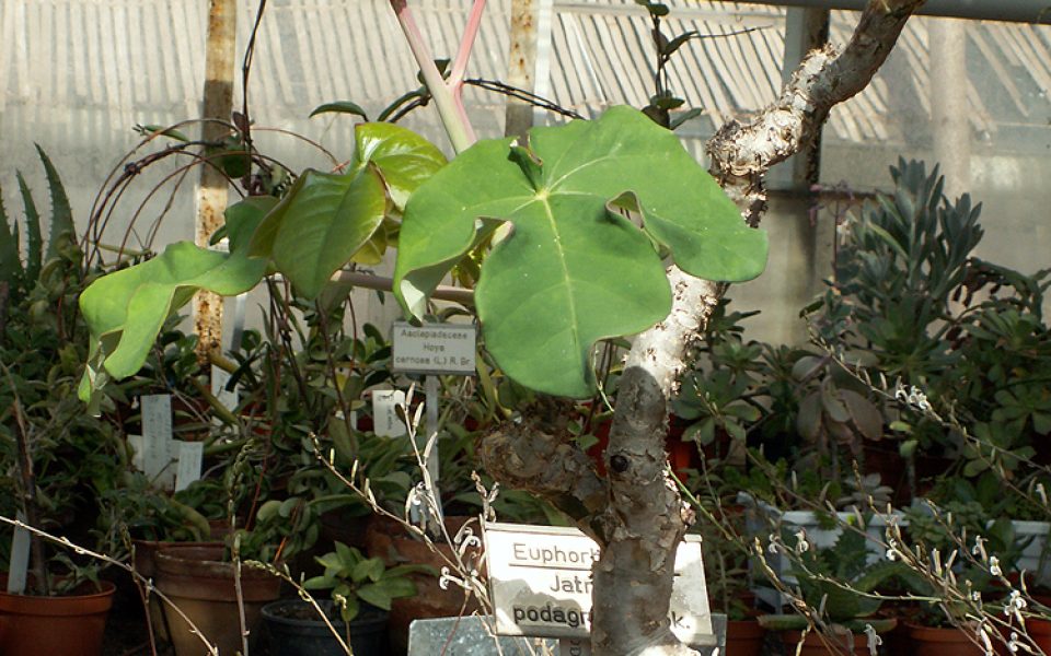 Botanical garden of the Bulgarian Academy of Sciences