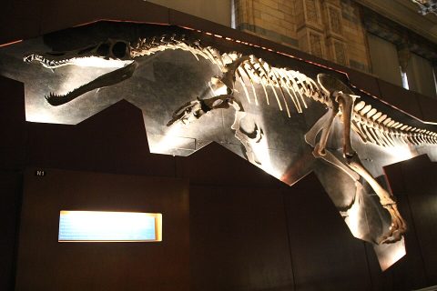 Natural History Museum, London