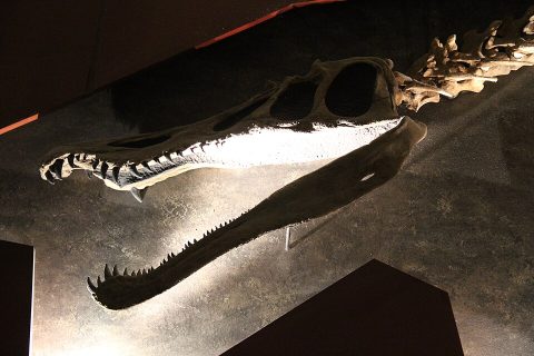 Natural History Museum, London