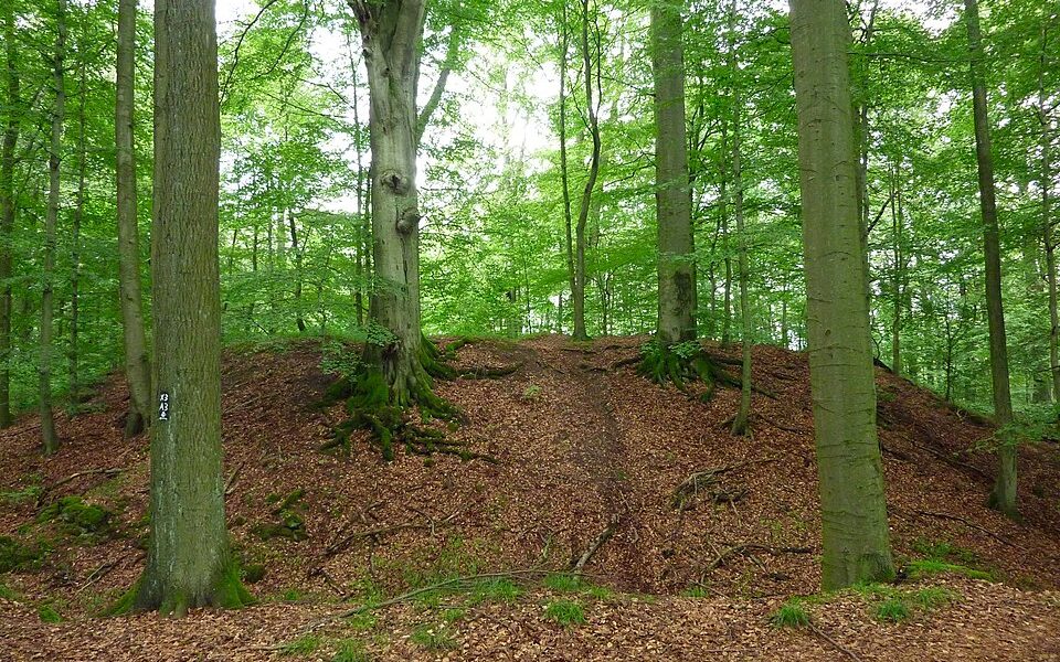 Stadtwüstung Blankenrode