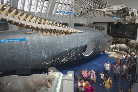 Natural History Museum, London