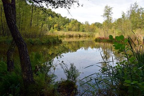 Photo: Dreizung, CC BY-SA 4.0, Wikimedia Commons