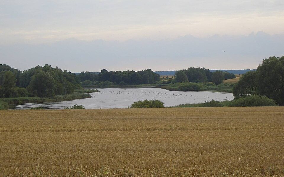 Brooksee
