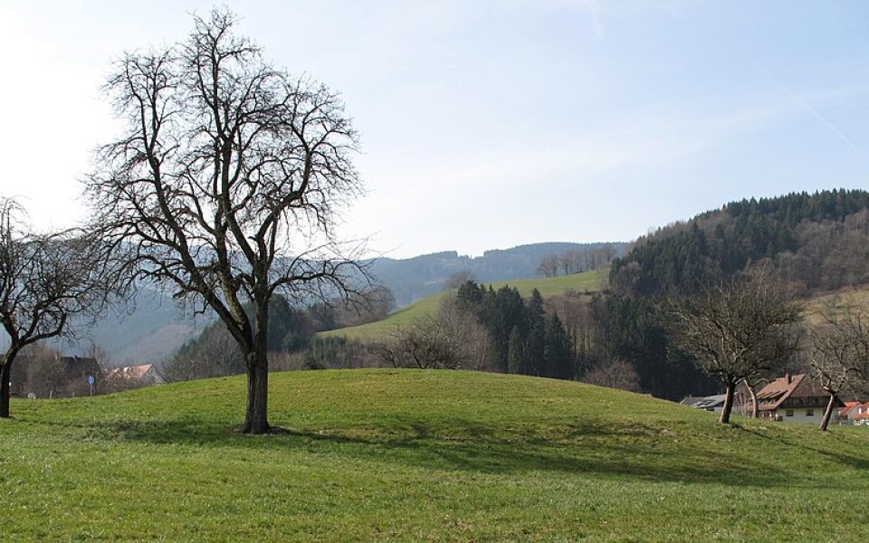 Burg Oberried