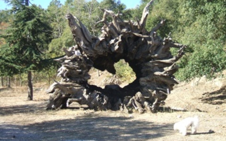 Arboretum du Treps