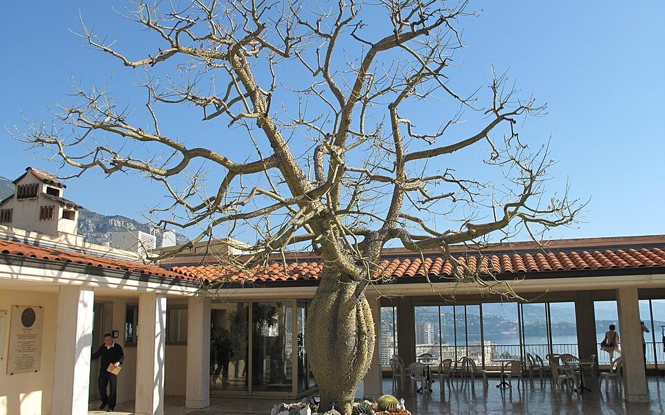 Jardin Exotique de Monaco