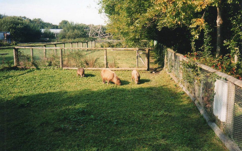 Curraghs Wildlife Park