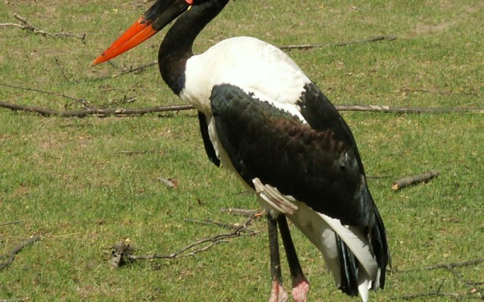 Kraków Zoo