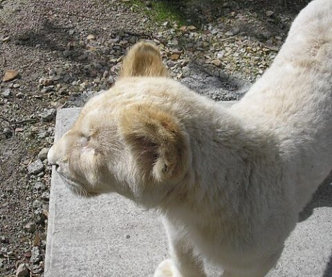 Photo: Ikmo-ned, CC BY-SA 3.0, Wikimedia Commons