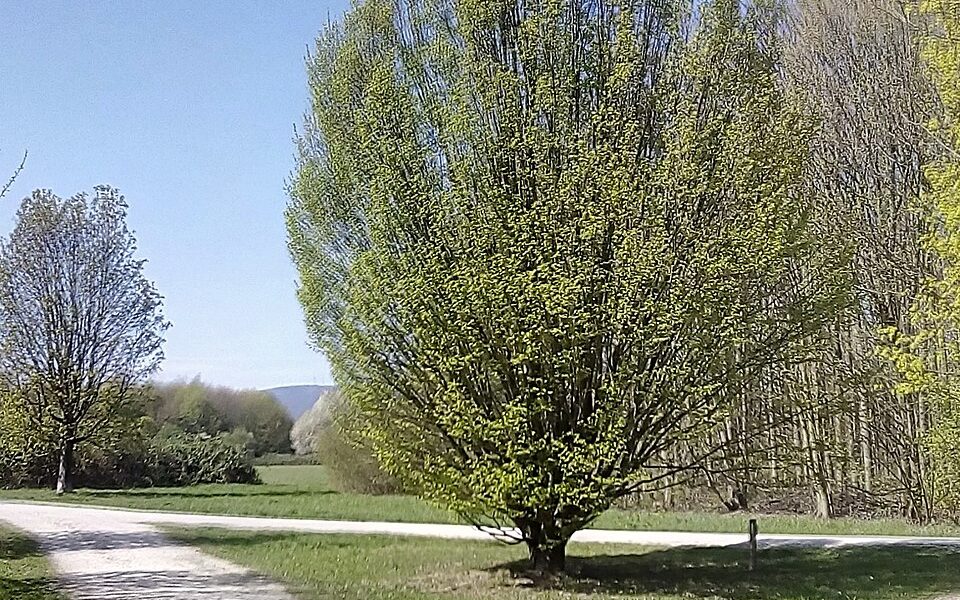 Arboretum Main-Taunus