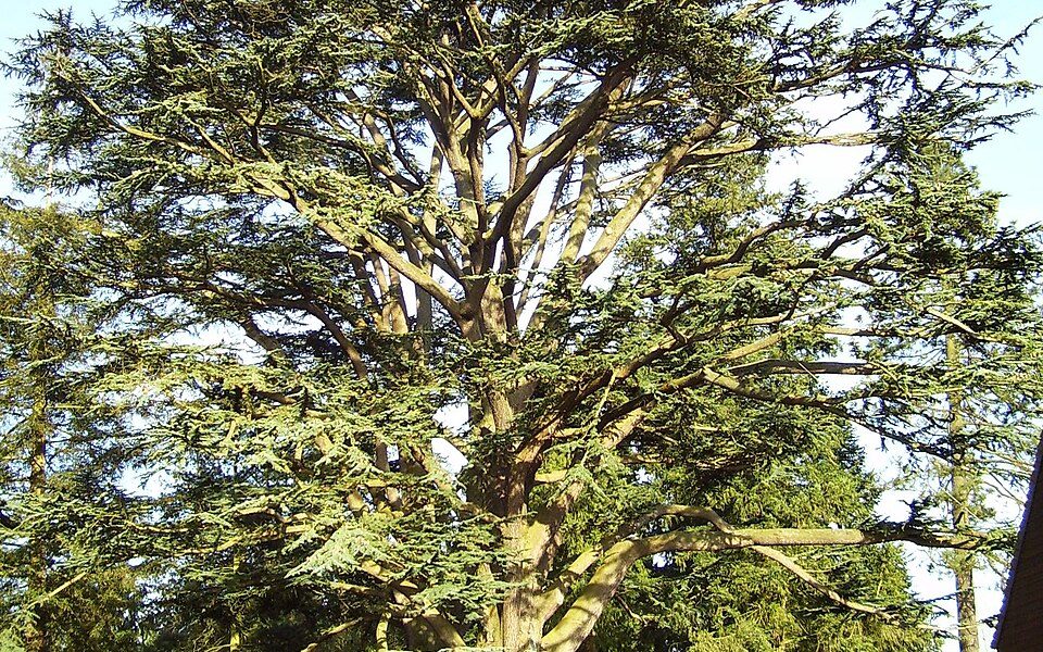 Arboretum d'Harcourt