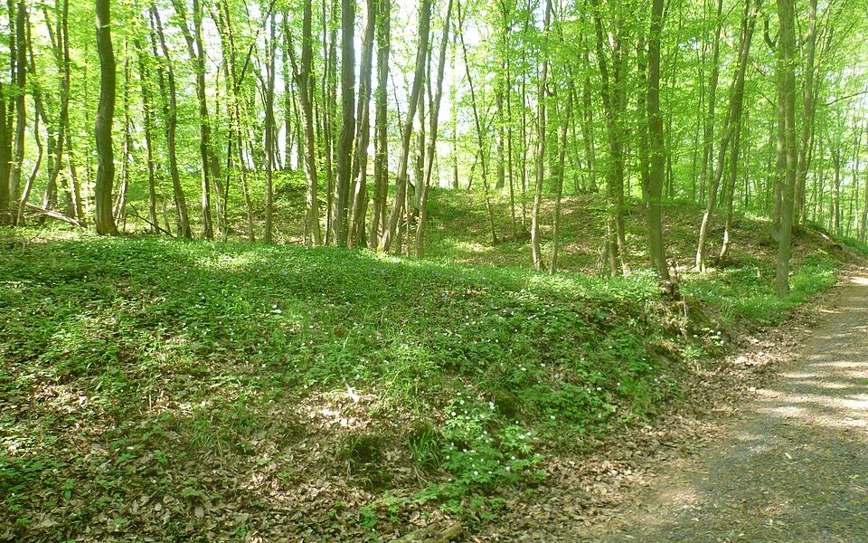 Ringwall Holzburg