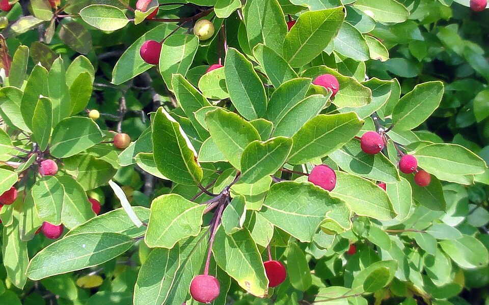 Arboretum des Prés des Culands