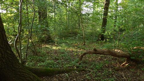 Photo: Vux, CC BY-SA 4.0, Wikimedia Commons