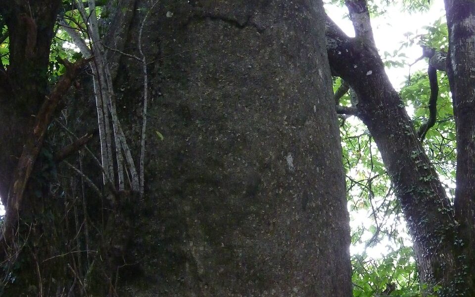 Menhir de Bodquelen