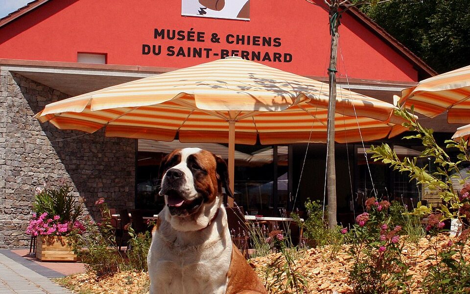 Musée et Chiens du Saint-Bernard