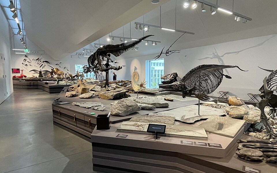 Collection Natural History Museum St.Gallen
