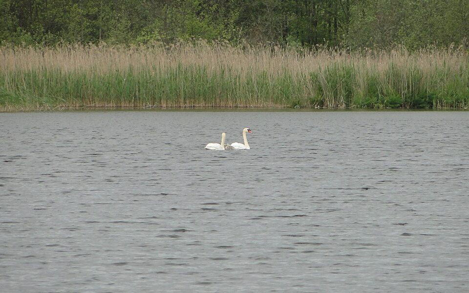 Nienhäger See