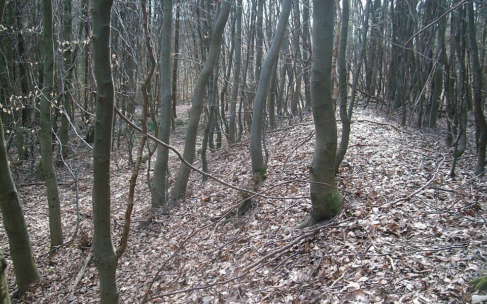 Ringwall Waldems