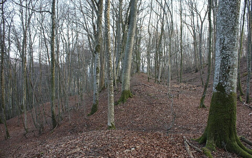 Burg Alt-Hayingen