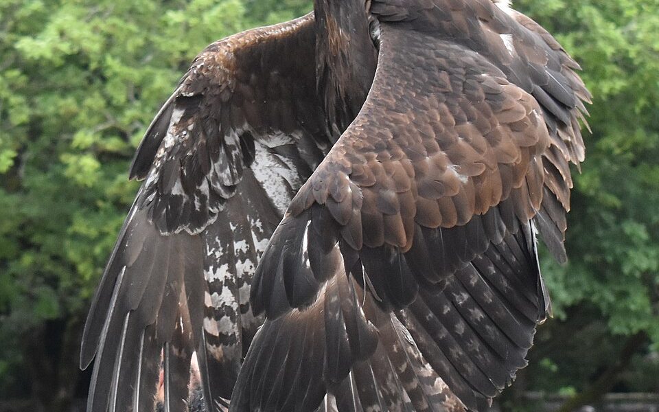 Le rocher des aigles