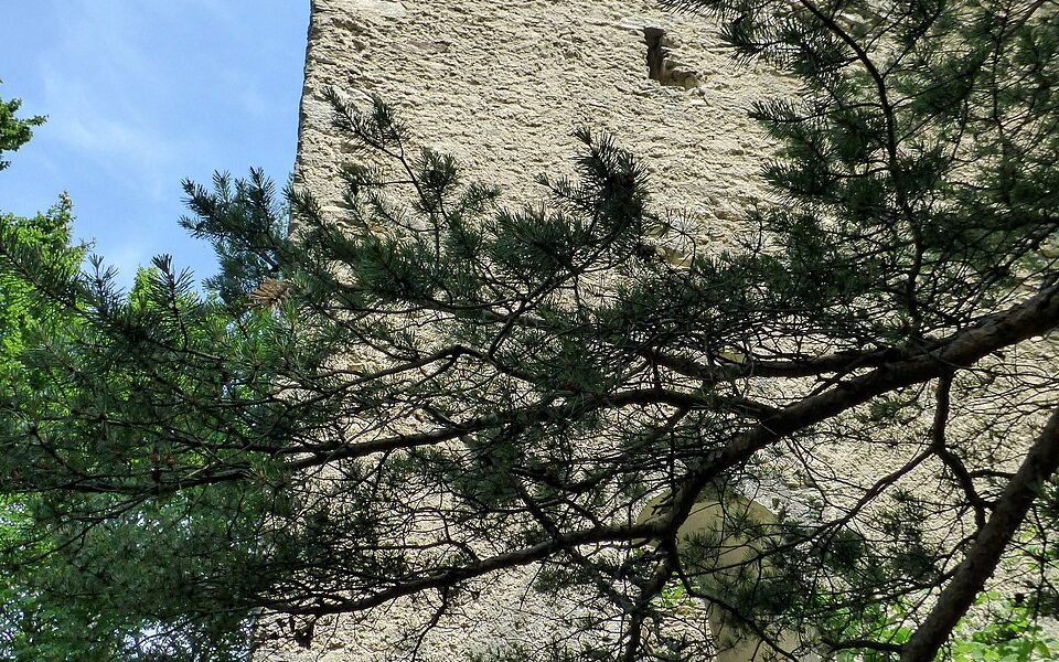 Burgruine Obertrixen