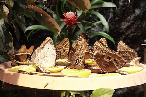 Photo: Edelmauswaldgeist, CC0, Wikimedia Commons