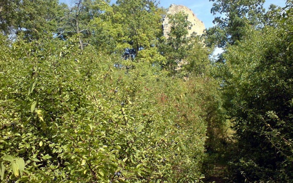 Burg Siegenstein