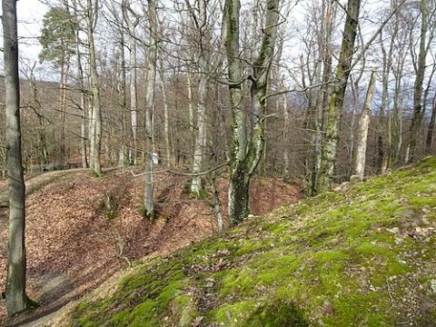 Photo: Palickap, CC BY-SA 4.0, Wikimedia Commons