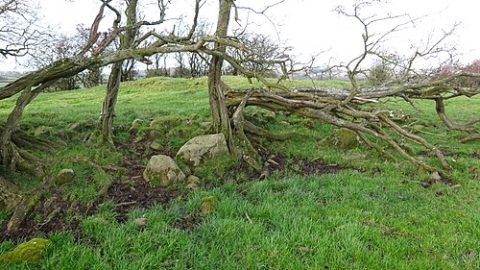 Photo: Rosser1954, CC BY-SA 4.0, Wikimedia Commons