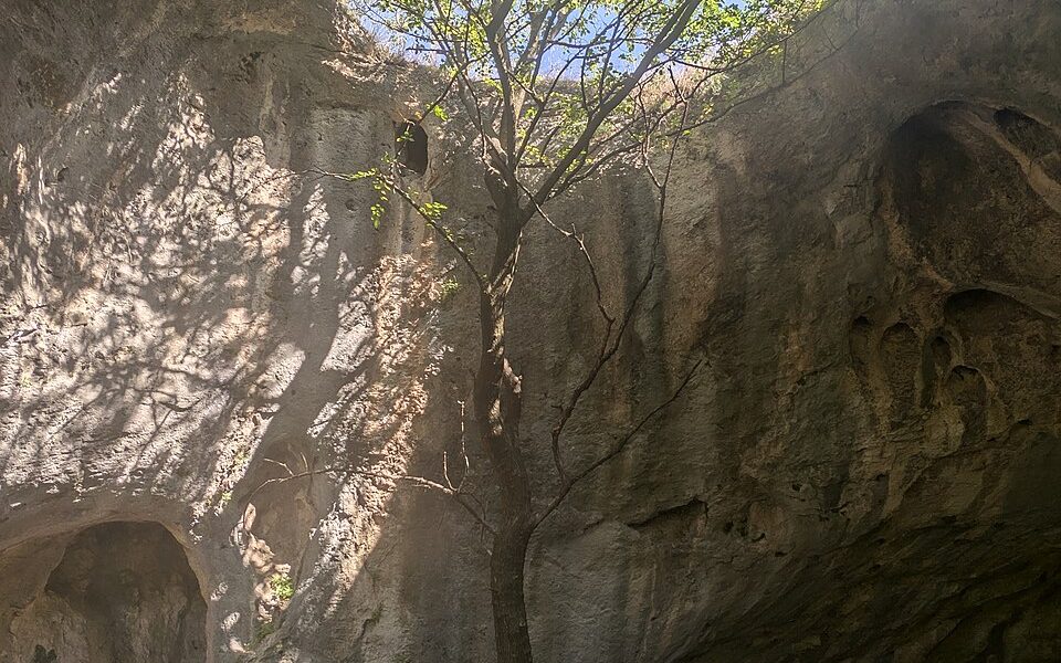 The Tree Cave