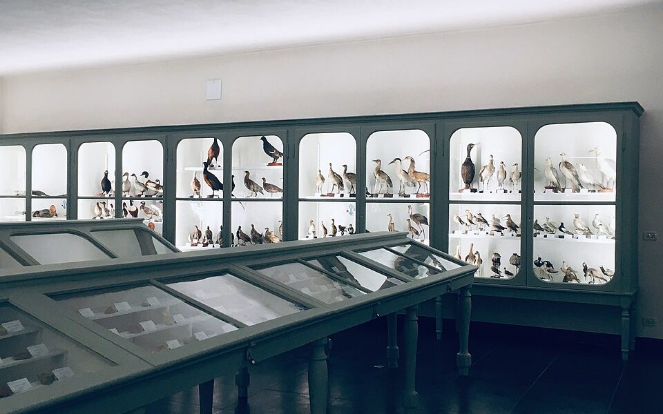 Museo Calderini