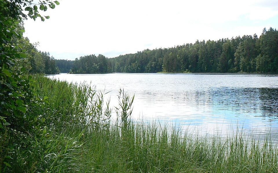 Pikkjärv, Viitna